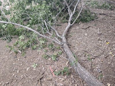 FREE Fire Pit Fuel / Downed Branches