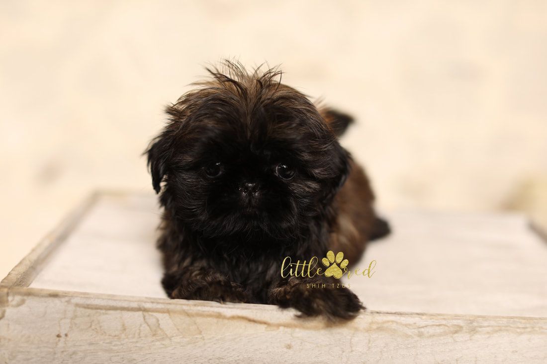 Adorable Shih Tzu Puppy - Little Red Shih Tzus - Playful & Loving Companion- Imperial