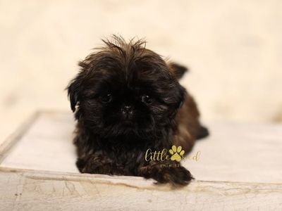 Adorable Shih Tzu Puppy - Little Red Shih Tzus - Playful & Loving Companion- Imperial