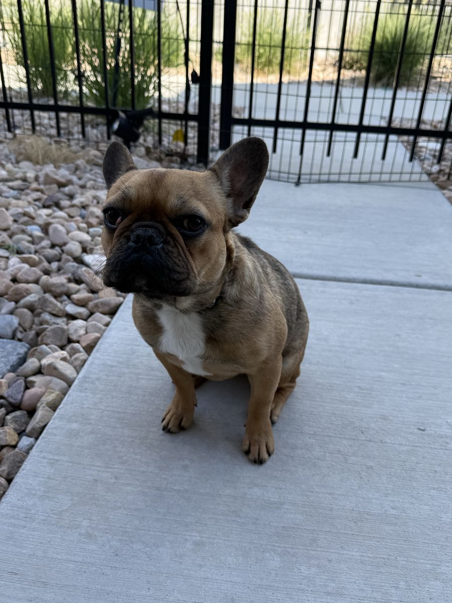 9-Month-Old French Bulldog Izzy Needs a Loving Single-Pet Home – Sweet, Young, and Ready for Adoption!!