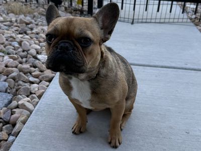 9-Month-Old French Bulldog Izzy Needs a Loving Single-Pet Home – Sweet, Young, and Ready for Adoption!!