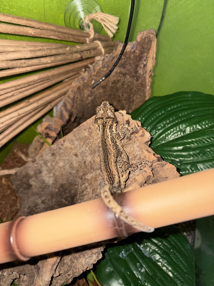 Gargoyle Gecko + Full Setup (Willing To Haggle)