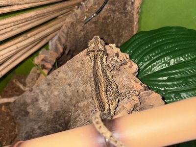 Gargoyle Gecko + Full Setup (Willing To Haggle)