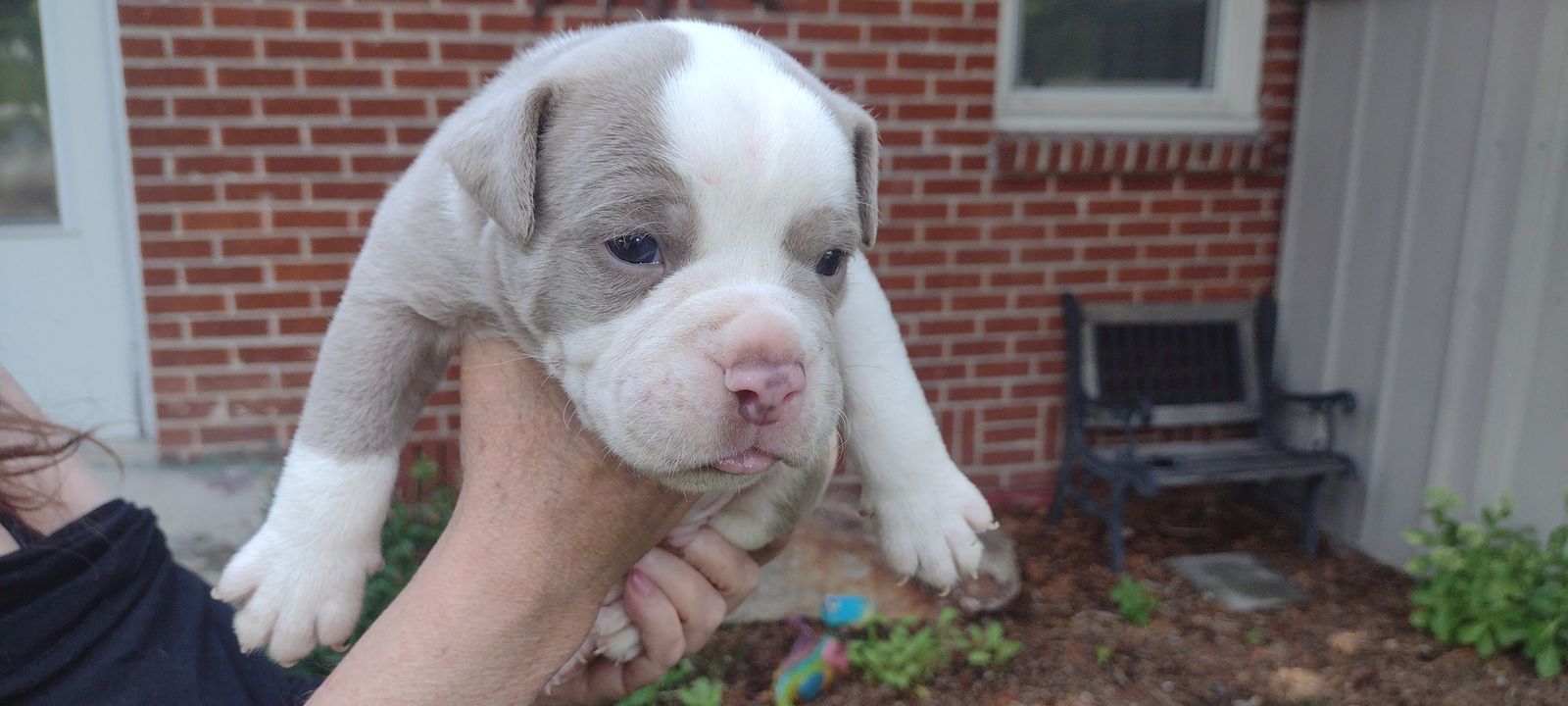 Olde English bulldog puppies Idaho