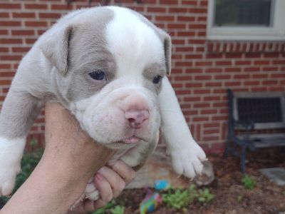 Olde English bulldog puppies Idaho