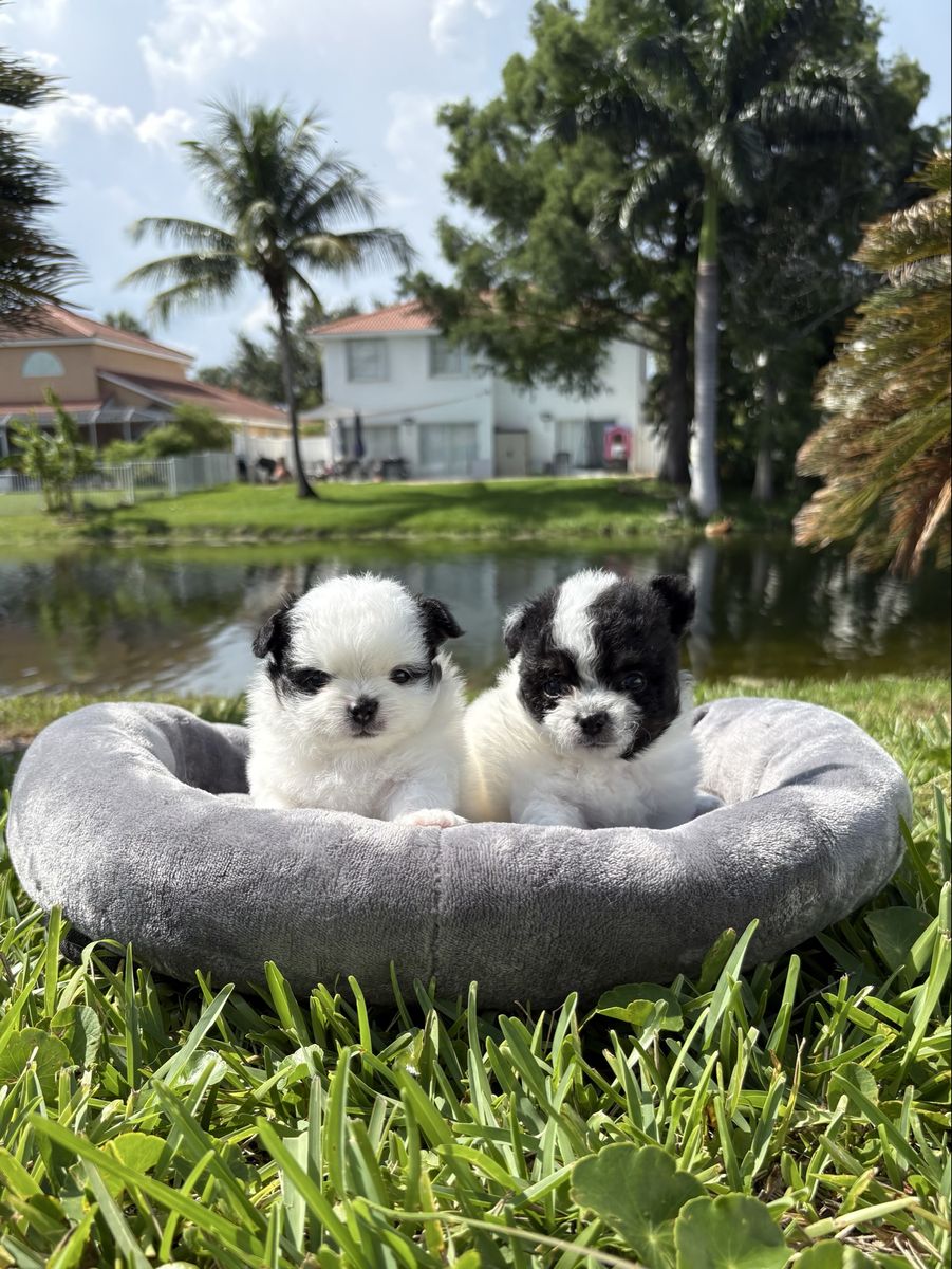 Chihuahua puppies