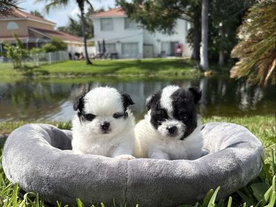 Chihuahua puppies