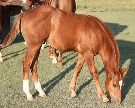 2025 sorrel colt (Corvettes Cream)