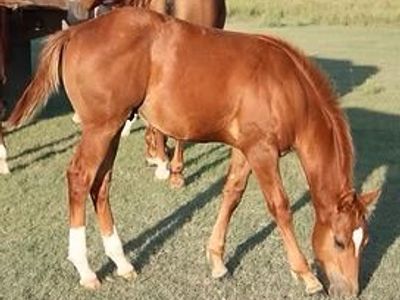 2025 sorrel colt (Corvettes Cream)
