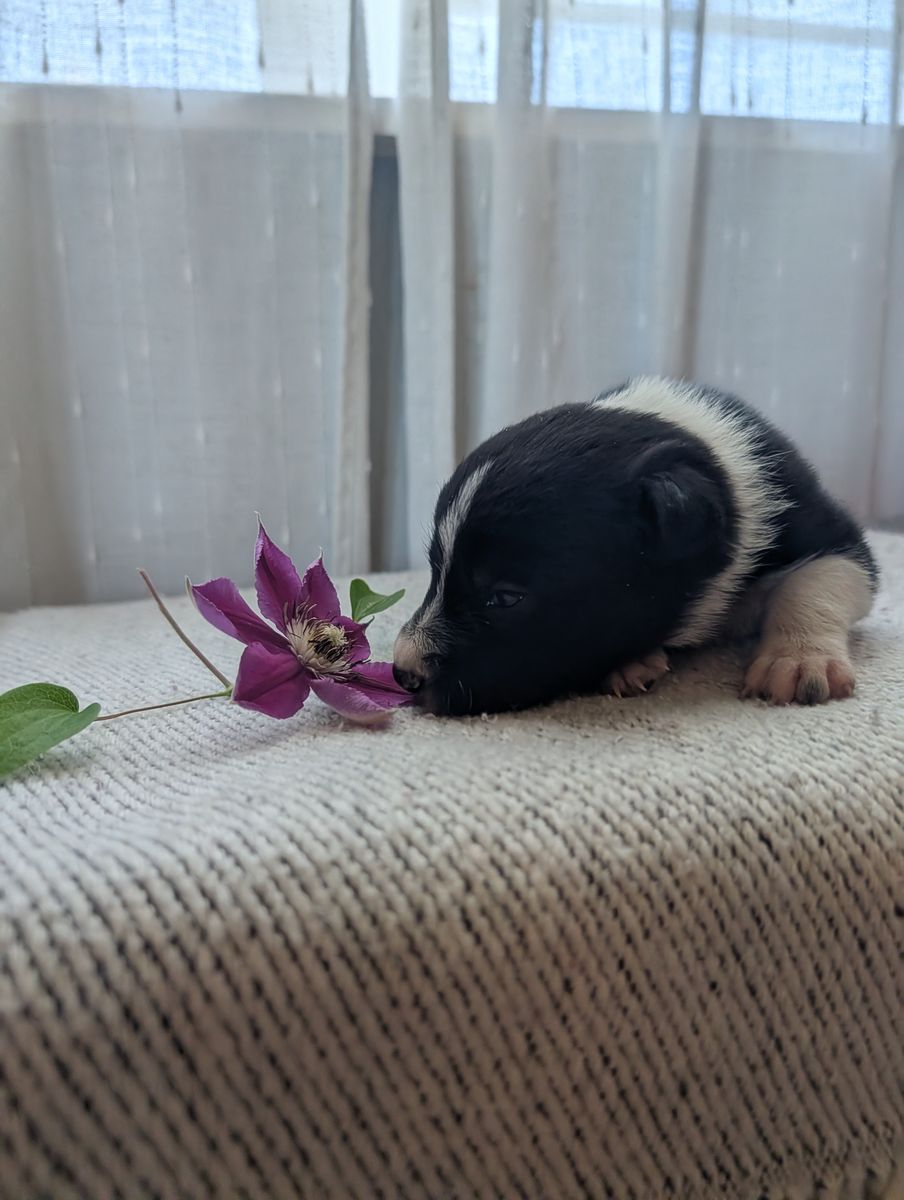 Idaho Shag / Border Collie Puppies