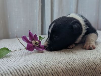 Idaho Shag / Border Collie Puppies