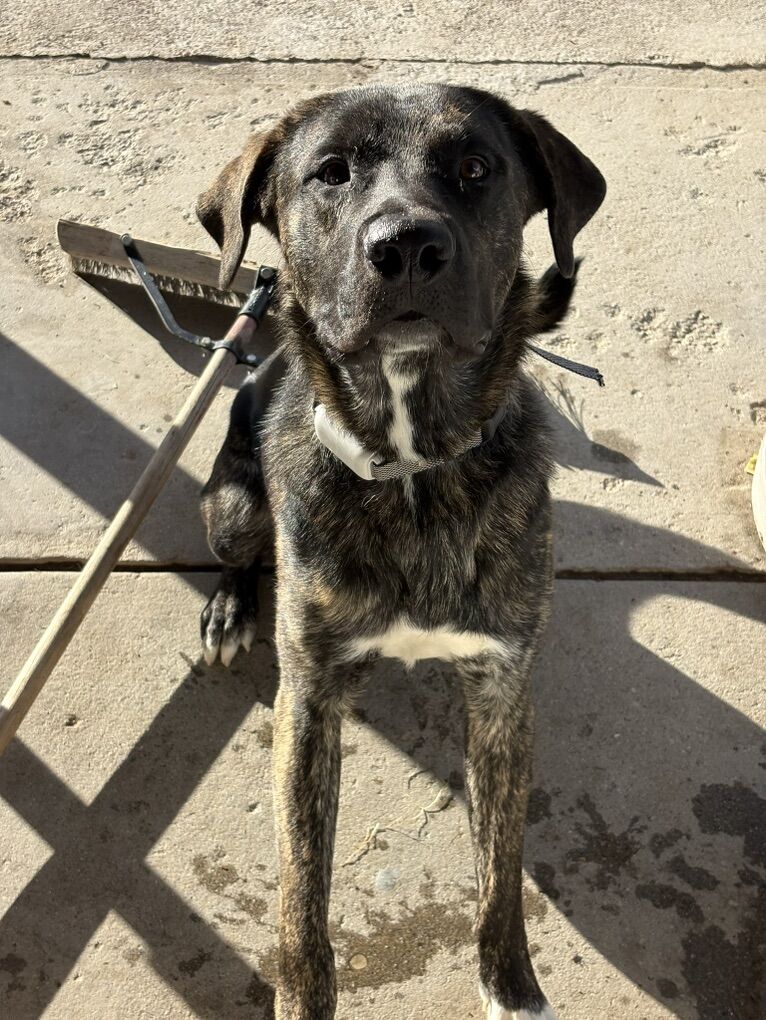 Cane Corso/Great Pyrenees