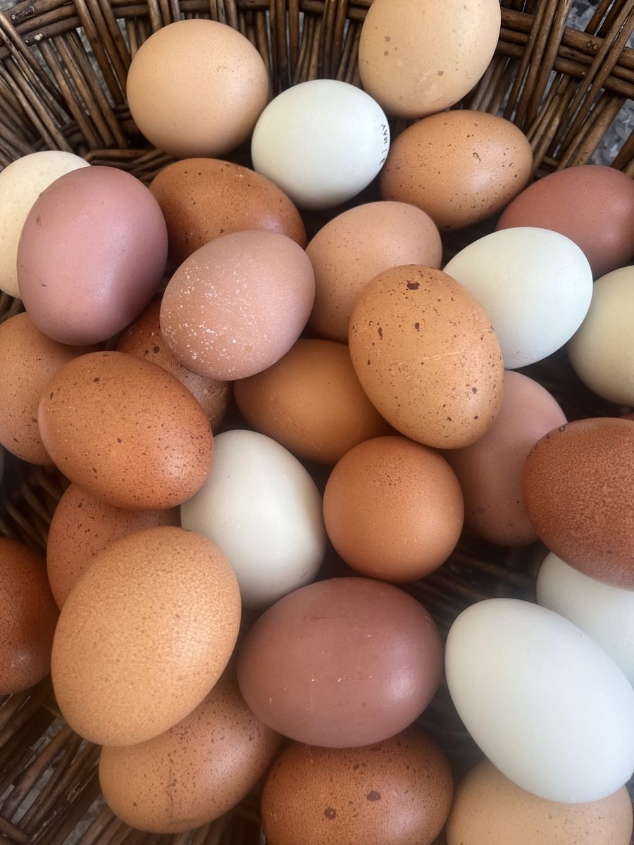 Hatching egg assortment