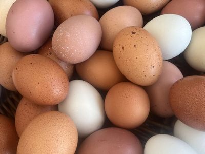 Hatching egg assortment