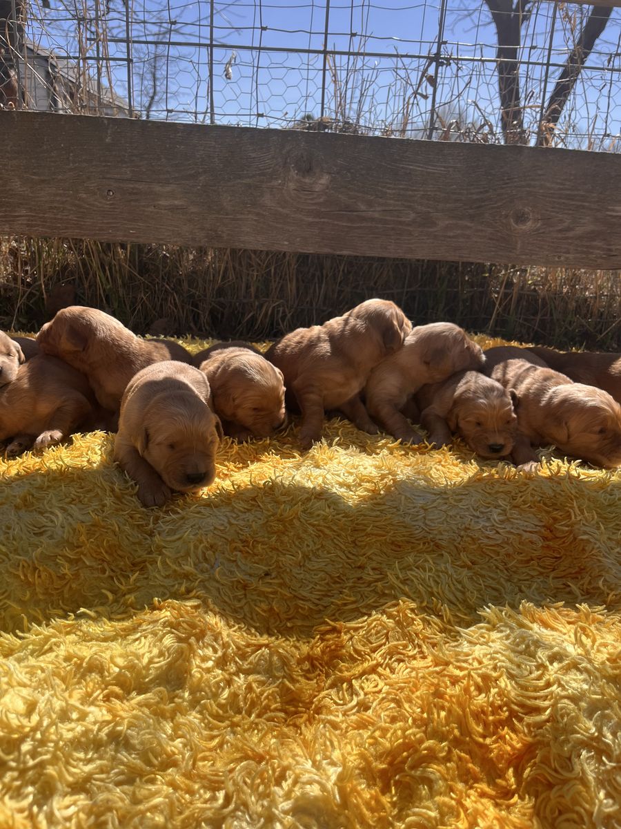 Golden Retriever Puppies AKC