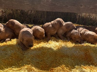 Golden Retriever Puppies AKC