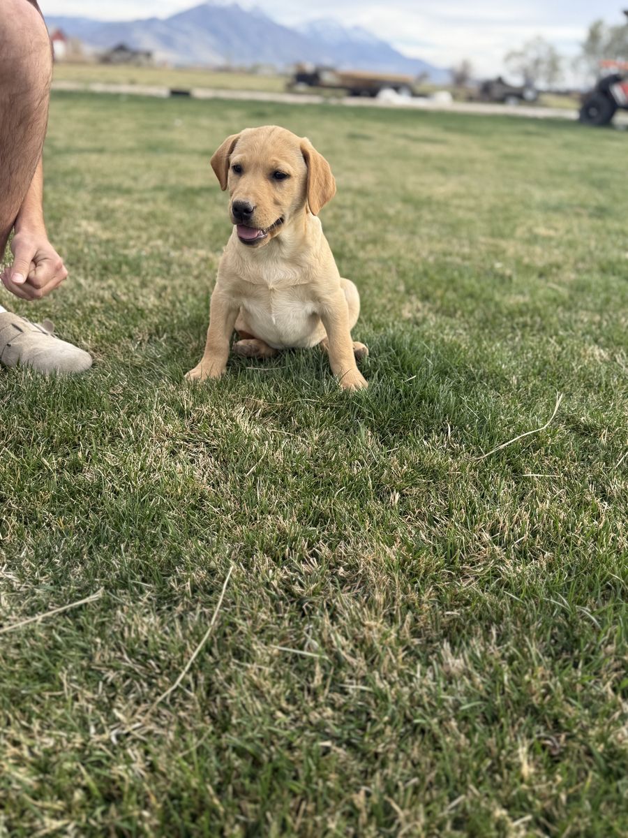 female Lab Puppies