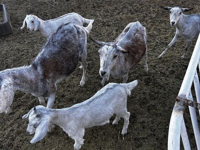 Goats herd for sale