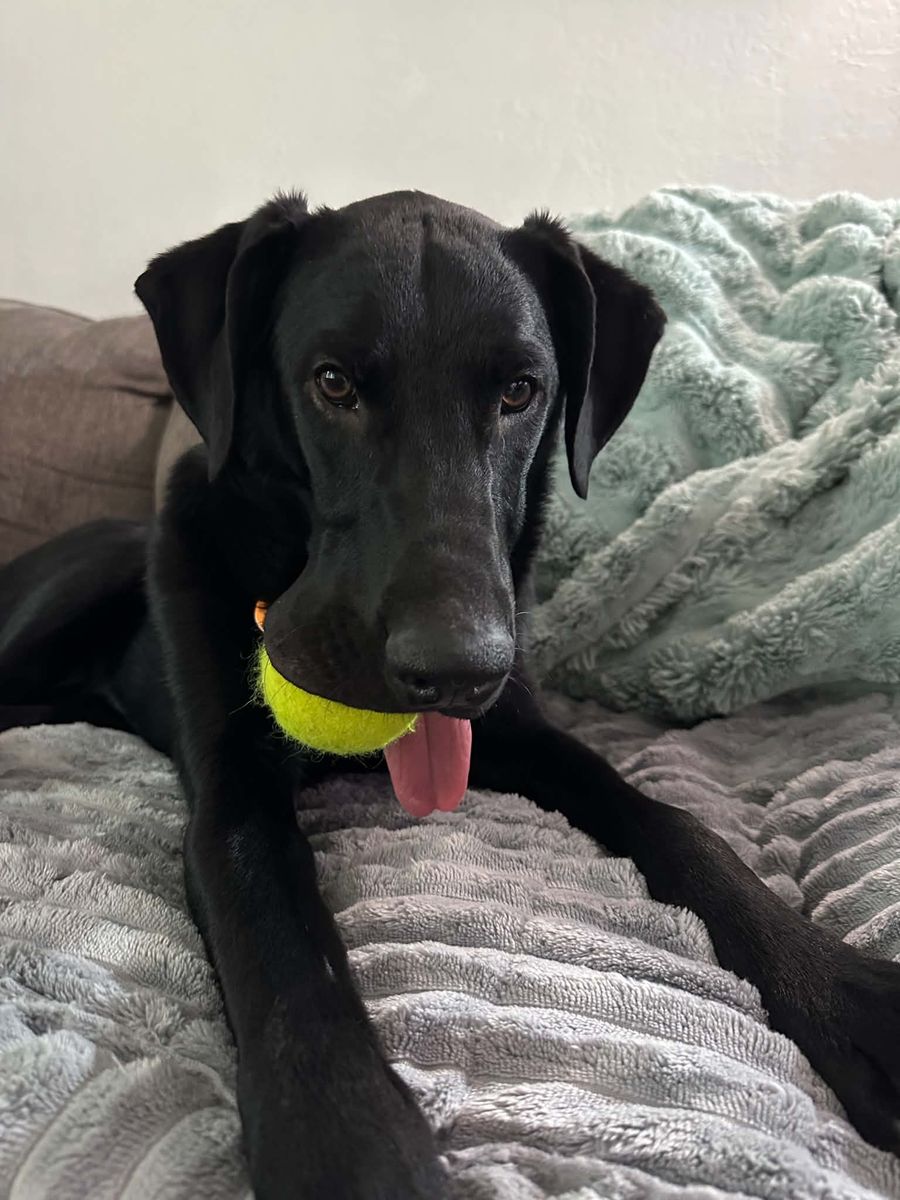 Lab/German Shepherd Mix Puppy
