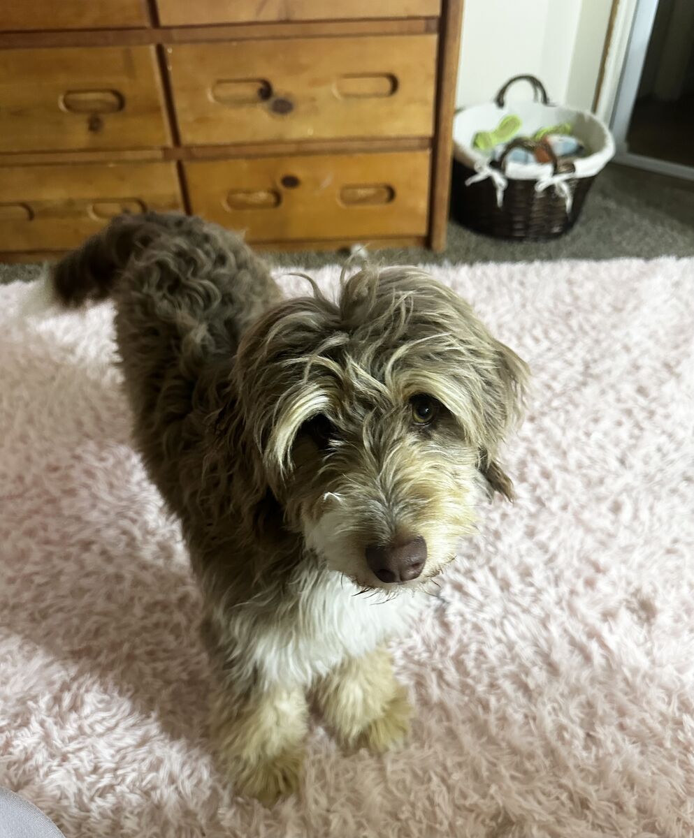 Honey mini Aussie doodle