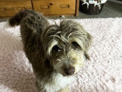 Honey mini Aussie doodle