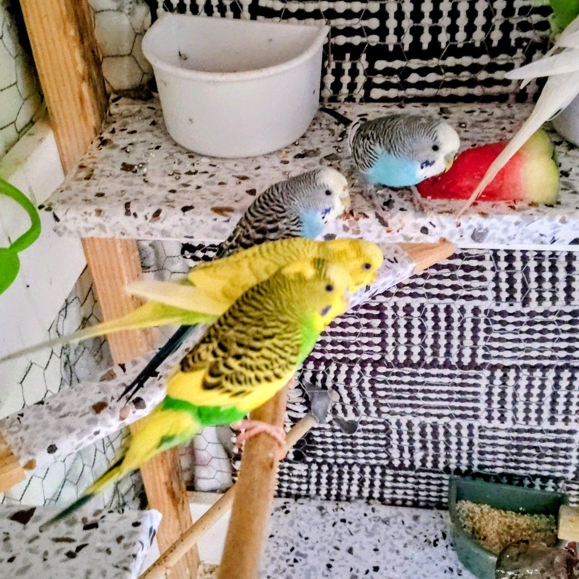 Hand-Tamed Budgies for Sale