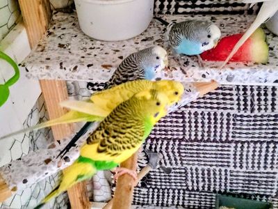 Hand-Tamed Budgies for Sale