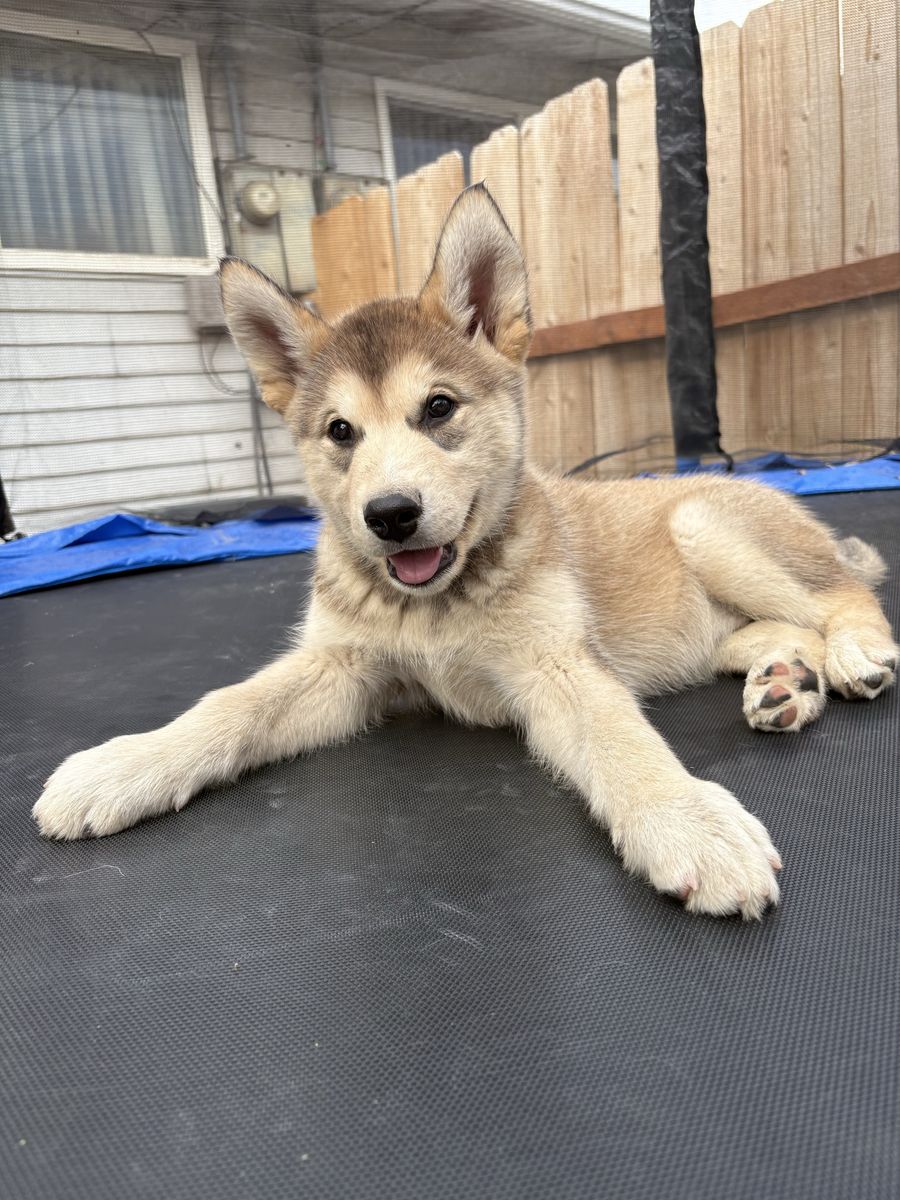 Husky puppy