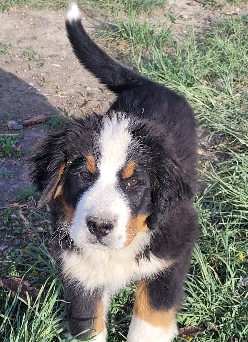Bernese Mountain Dog Pup AKC, European Import Lines