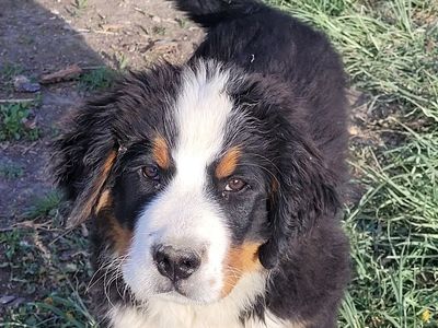 Bernese Mountain Dog Pup AKC, European Import Lines