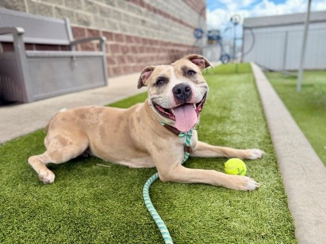 A165301 Kendra is Available for Adoption!