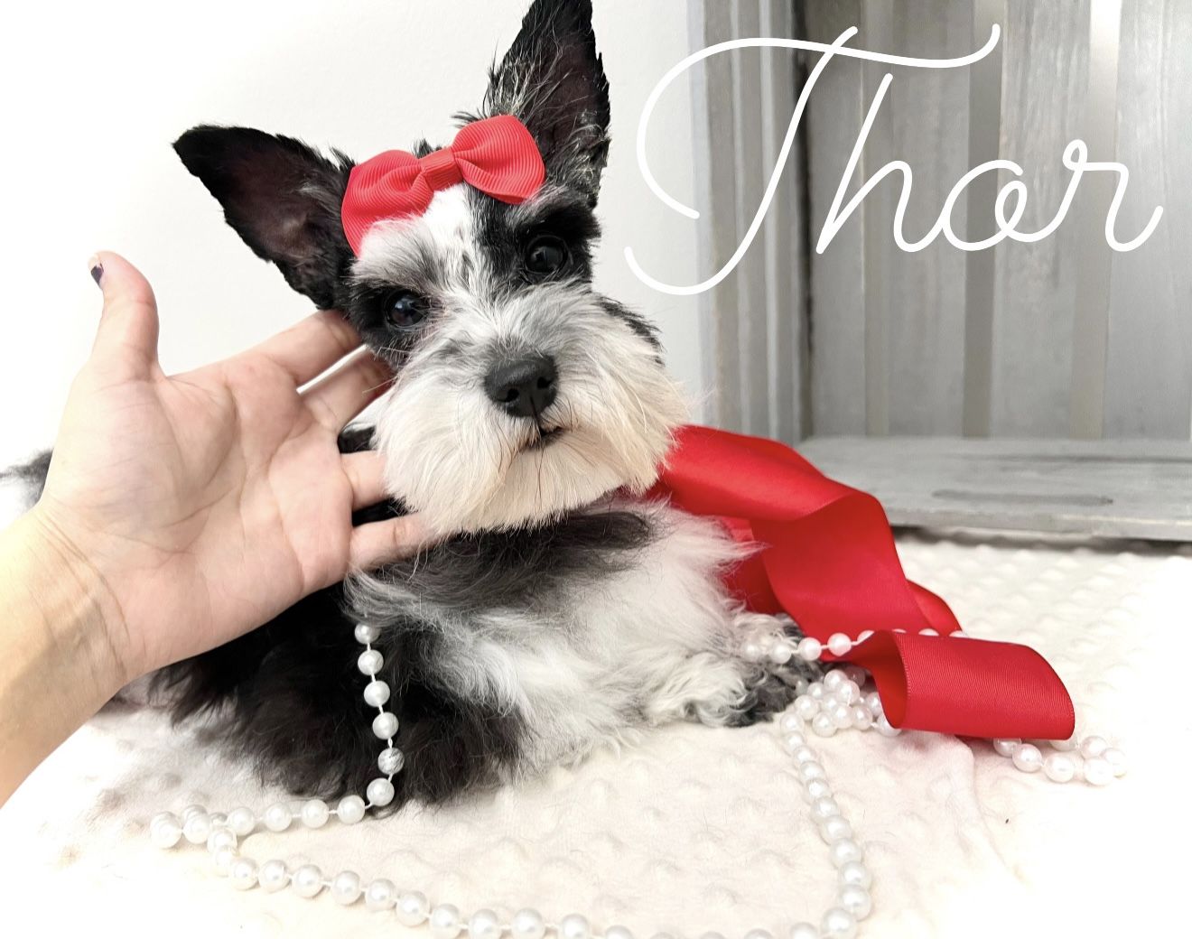 AKC Teacup /  mini schnauzer * Stud Service Only *