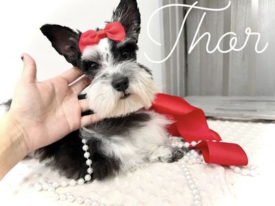 AKC Teacup / mini schnauzer * Stud Service Only *