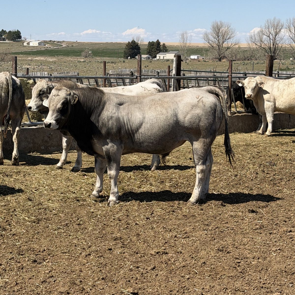 Registered Piedmontese Bulls