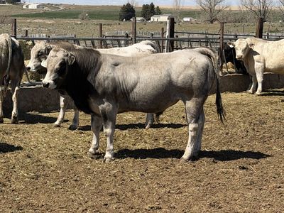 Registered Piedmontese Bulls