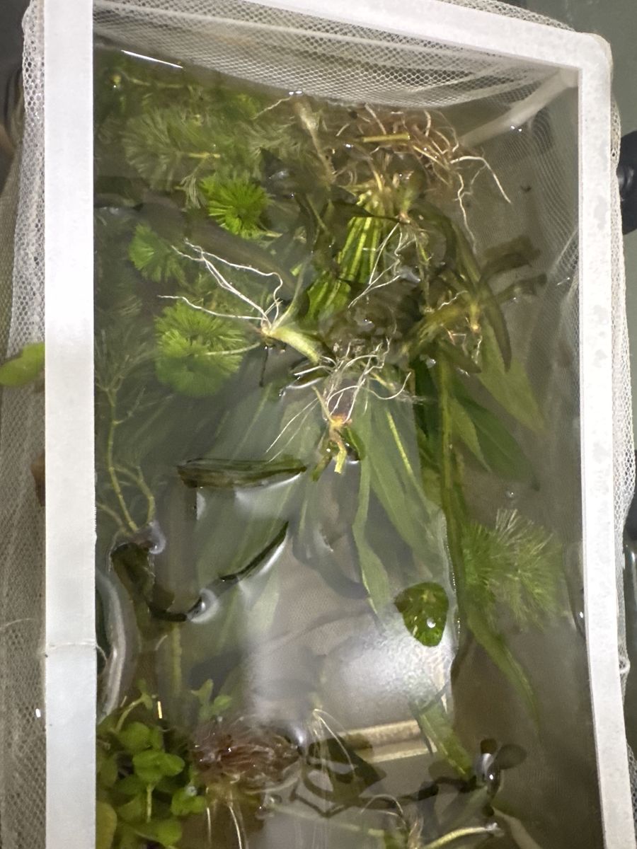 Live plants