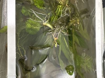 Live plants