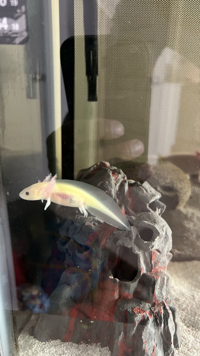 Axolotls