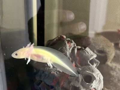Axolotls