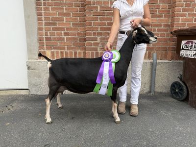 LaMancha Dairy Goats - Championship Lines - Sweet Deseret Farm