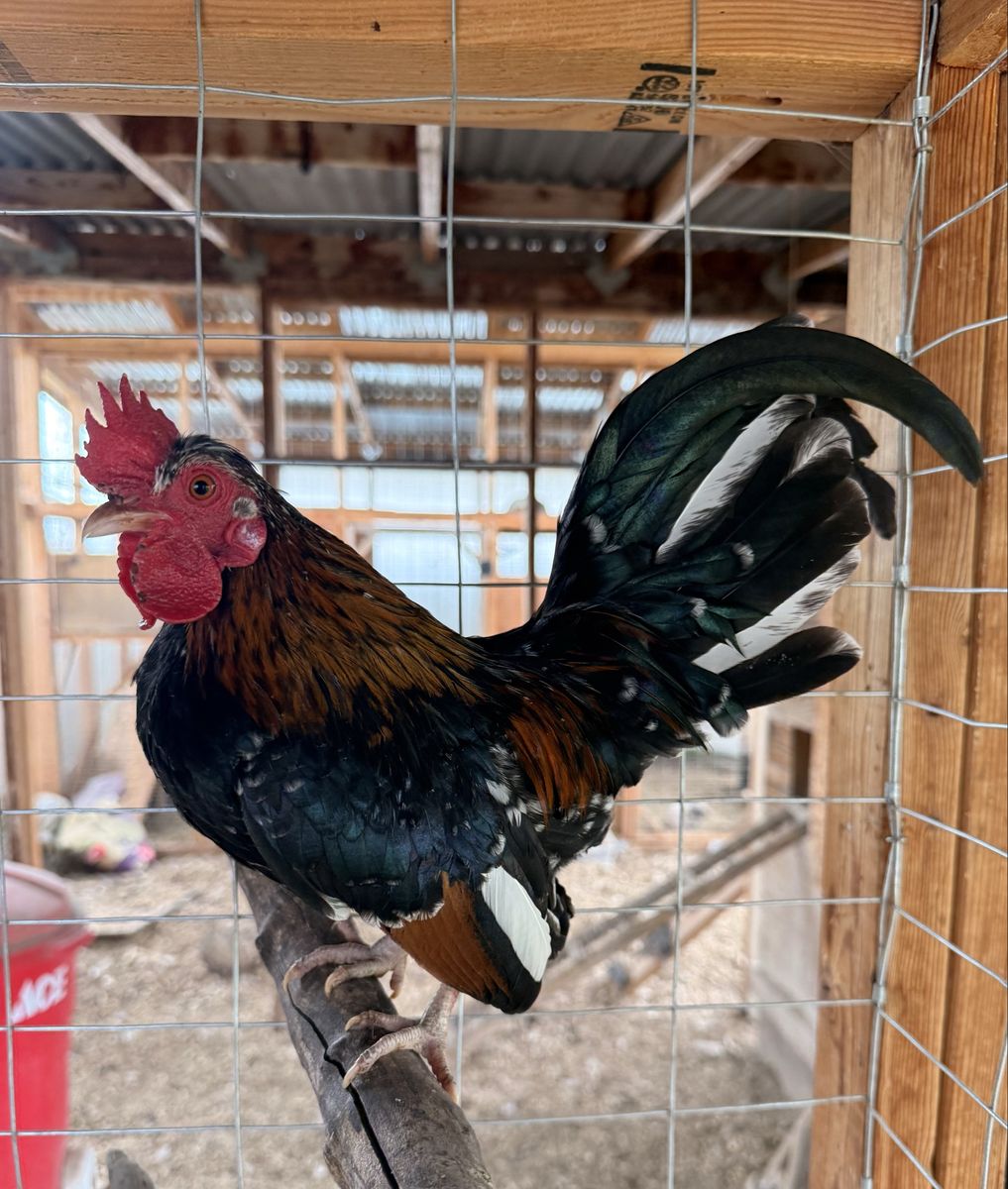 Kikiriki Rooster