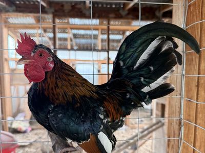 Kikiriki Rooster