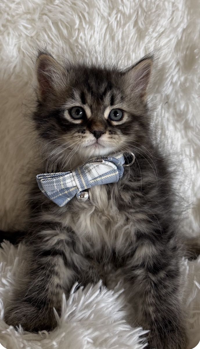 ️((MAY SPECIAL 2000.00))Beautiful Siberian kittens️