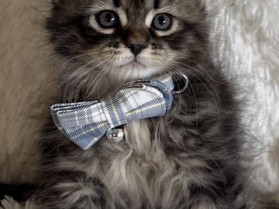 ️((MAY SPECIAL 2000.00))Beautiful Siberian kittens️