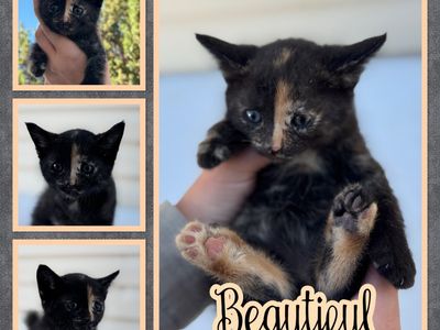 Unique Bengal kittens