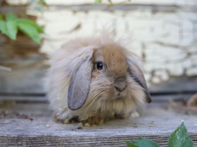 Adorable mini lop/lionhead male bunny
