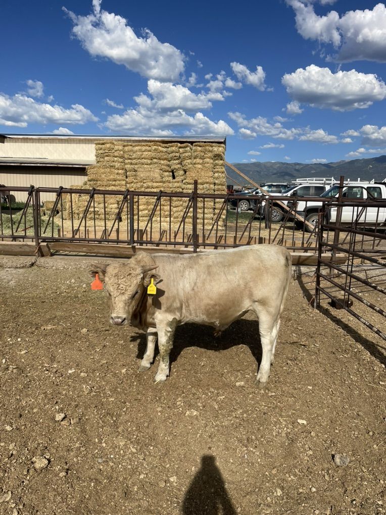 Yearling Dexter Bull