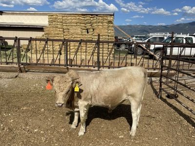 Yearling Dexter Bull