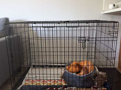 Large, Top Paw Double Door Folding Dog Crate