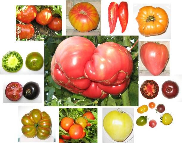Tomato Seedlings: grow your own heirloom tomatoes!
